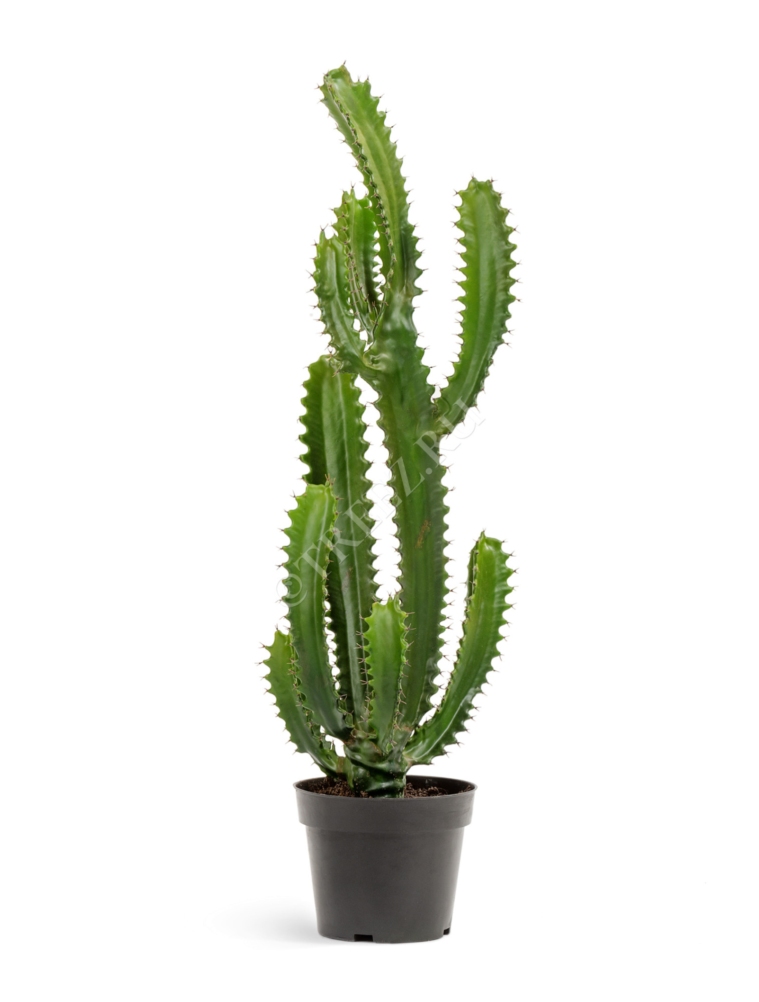 10.0618233 Кактус Цереус Стайл Цветочная коллекция 