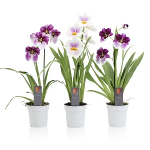 Орхидея Мильтония микс в горшке ø12 см 89434541