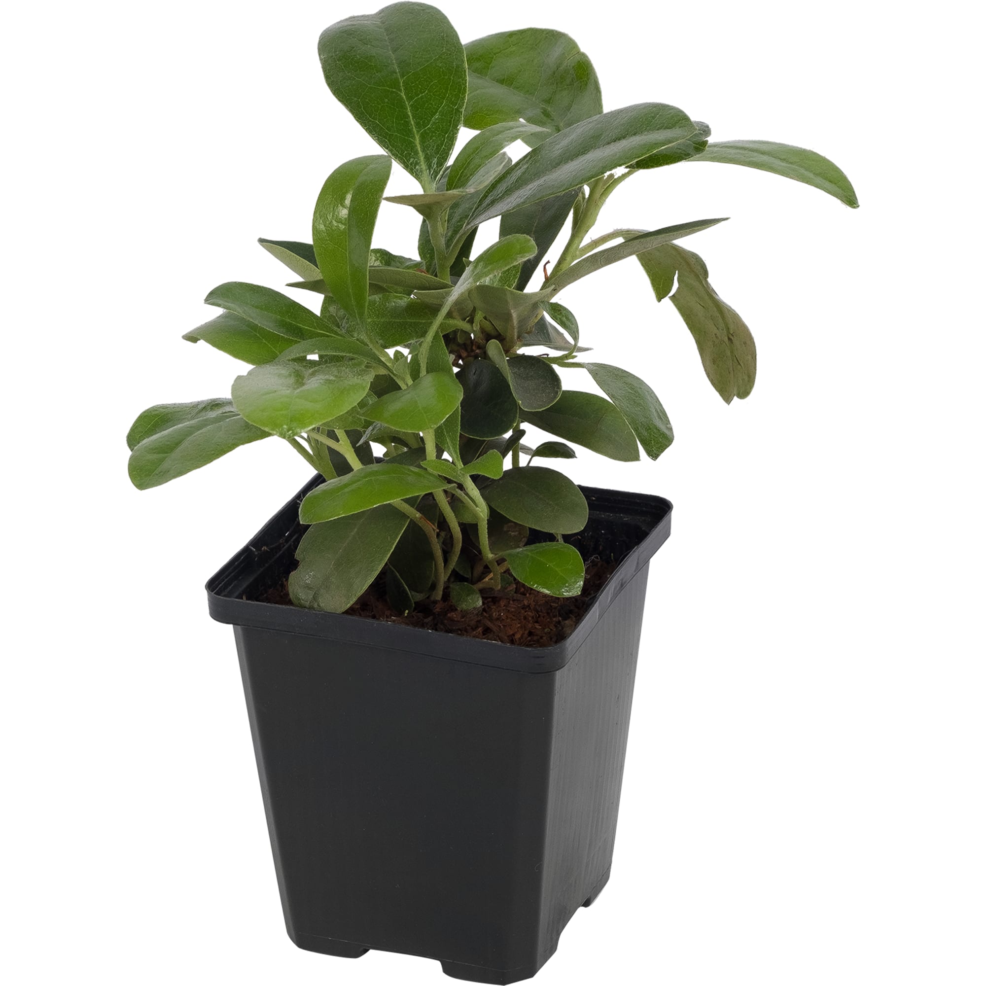 17892050 Рододендрон Блю Петер P9 Santreyd  - Вид №1