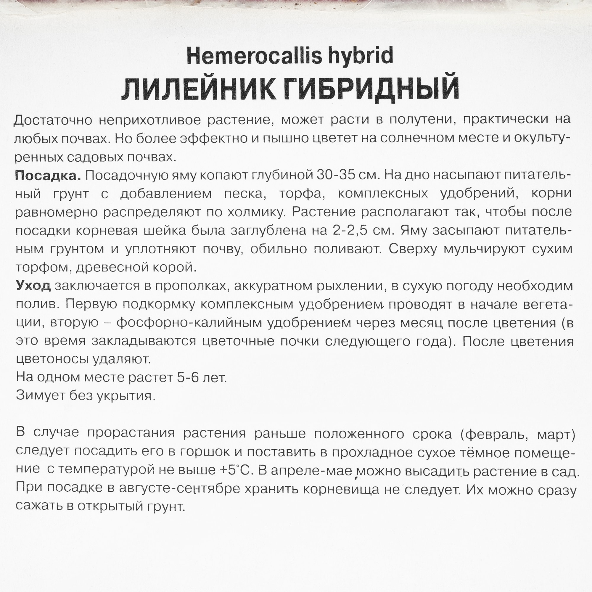 82118727 Лилейник гибридный «Жан Свон», 1 шт Santreyd  - Вид №1