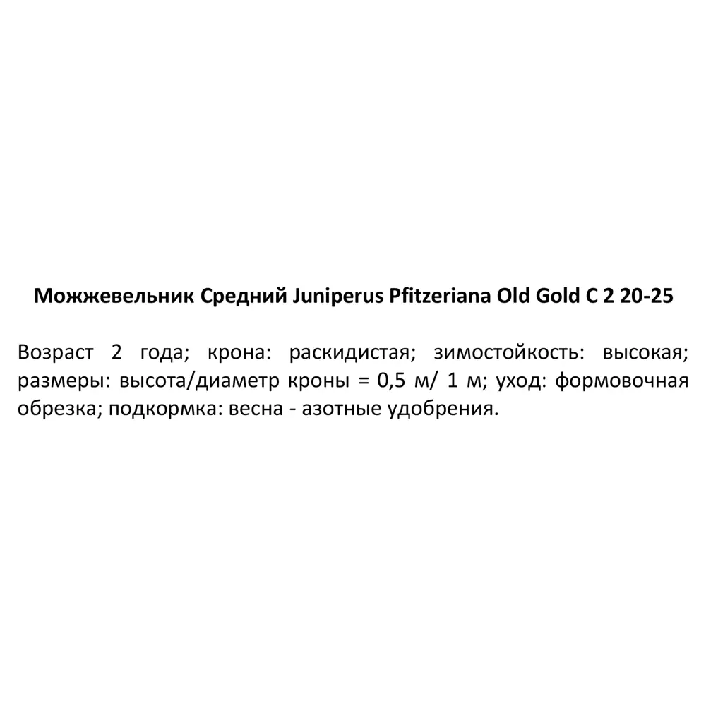 Santreyd Можжевельник Олд Голд - золотистый акцент для сада 81969339 STLM-0965407 - Вид №2
