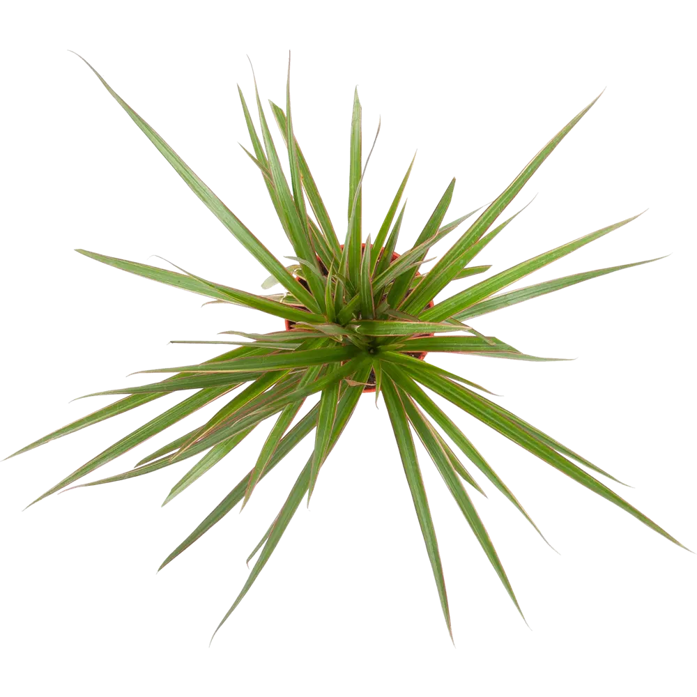 Santreyd Драцена с багровыми листьями для интерьера 82560371 STLM-0029919 - Вид №1