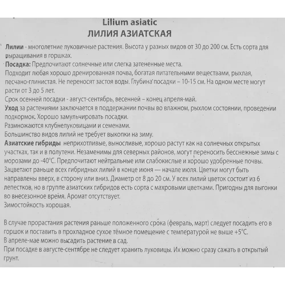 Лилия азиатская Тайни Комфорт ПОИСК STLM-2080704 - Вид №2