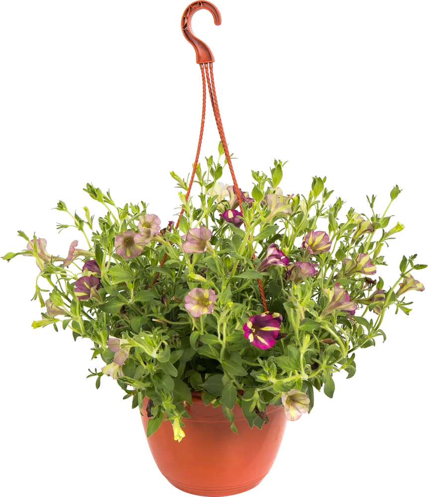 Santreyd Петуния ампельная для кашпо и сада 82649996