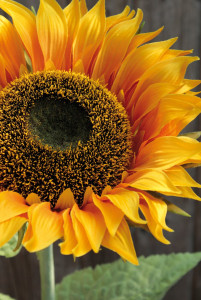 3601 330 a3 Искусственный подсолнух, 100 см, желтый H-andreas