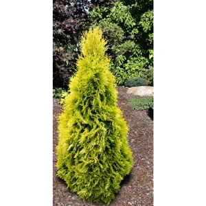 Туя западная Янтарь - хвойное растение с золотистой хвоей 89417032