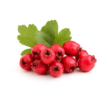 Боярышник Santreyd 28557 - Вид №1