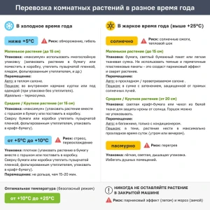 Суккулент ø8.5 h12 см 89412381 STLM-2130587