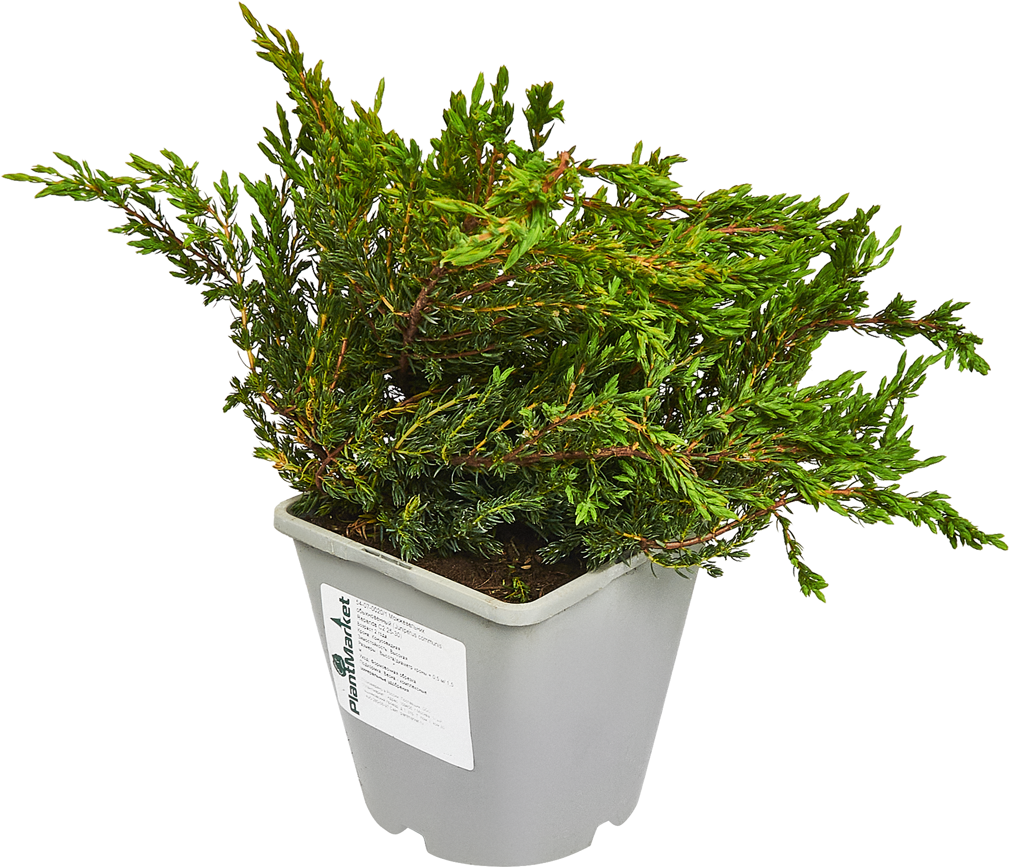 PLANTMARKET Можжевельник Репанда - почвопокровный хвойный кустарник 84834046 STLM-0055829 - Вид №3