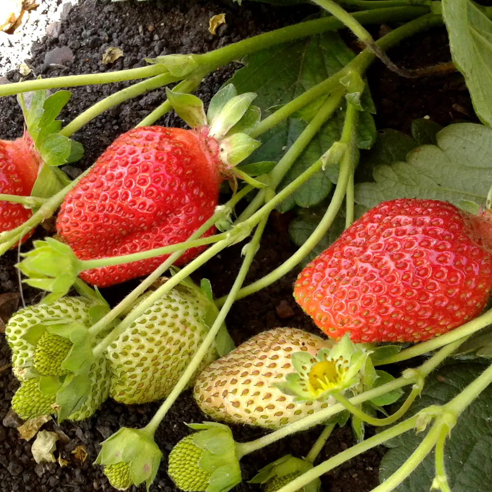 Земляника садовая Вима Рина — сладкая ремонтантная клубника 81954882 Santreyd STLM-1583424