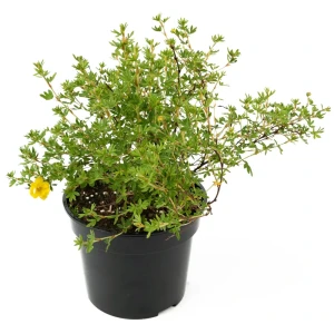 84841631 Лапчатка кустарник Jasman Variety 33-55 см STLM-0953332