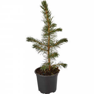 82601661 Ель колючая «Мисти Блю» 10x15 см