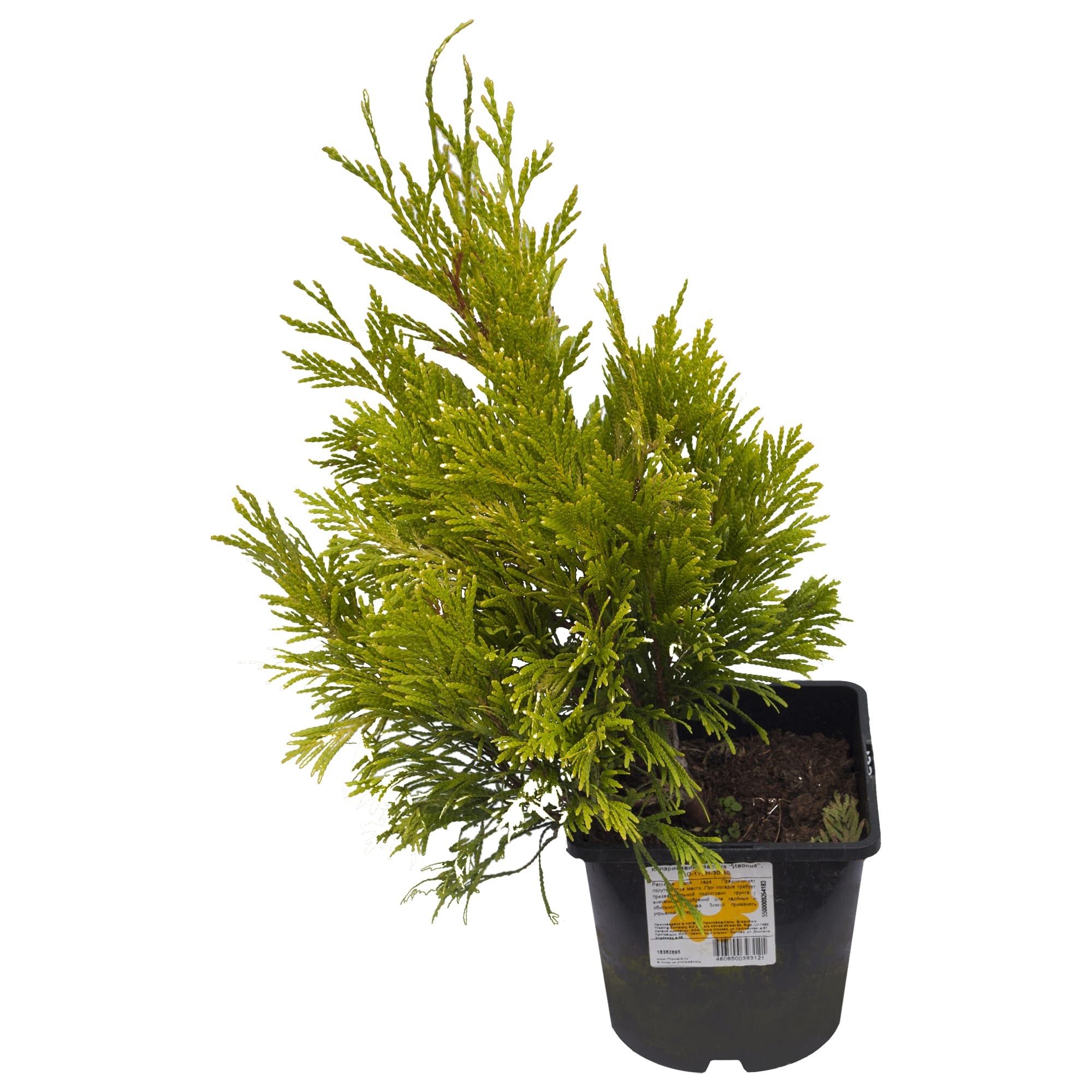 18382895 Кипарисовик «Ивонне», 17х30-40 см Santreyd 