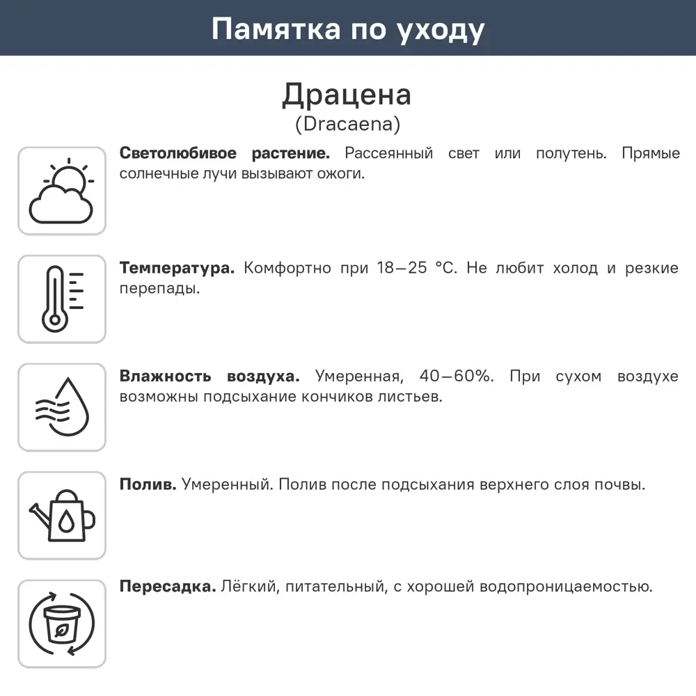 Драцена Маргината 11x40 см 82383111 STLM-2180037 Santreyd  - Вид №2