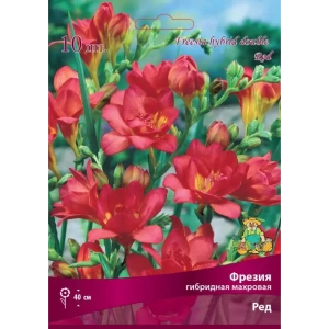 83597223 Фрезия гибридная махровая Ред луковица 5/6 STLM-0959399
