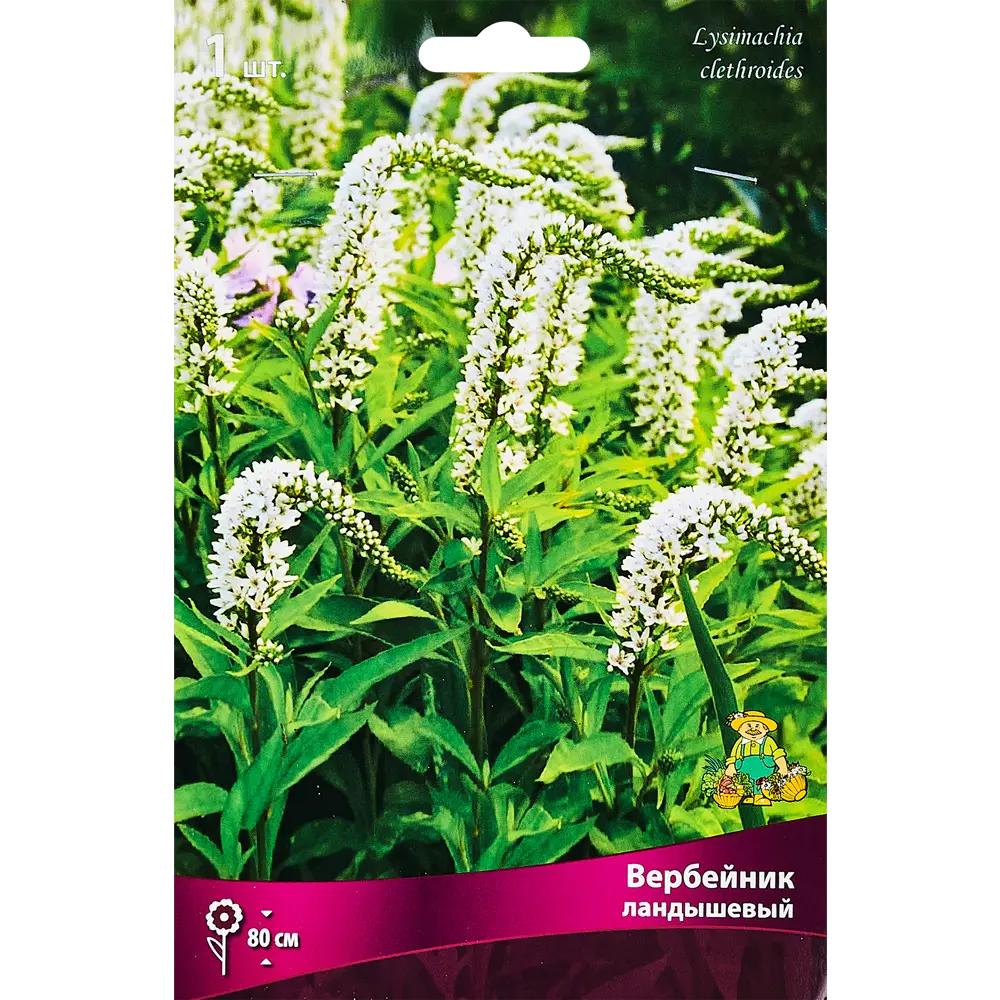 Вербейник Ландышевый ПОИСК STLM-2079340