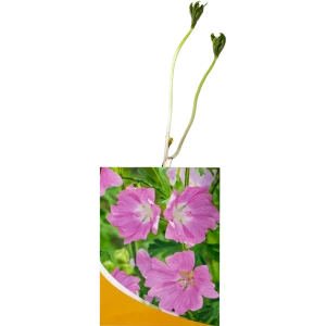 Купальница Голден Куин 82153573 STLM-2043991