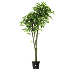 Фикус Наки Дуо Меланж ø21 h160 см