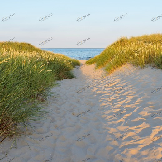 8-995-Sandy-Path Фотообои Komar Vol.15 3.68х2.54 м 8995SANDYPATH