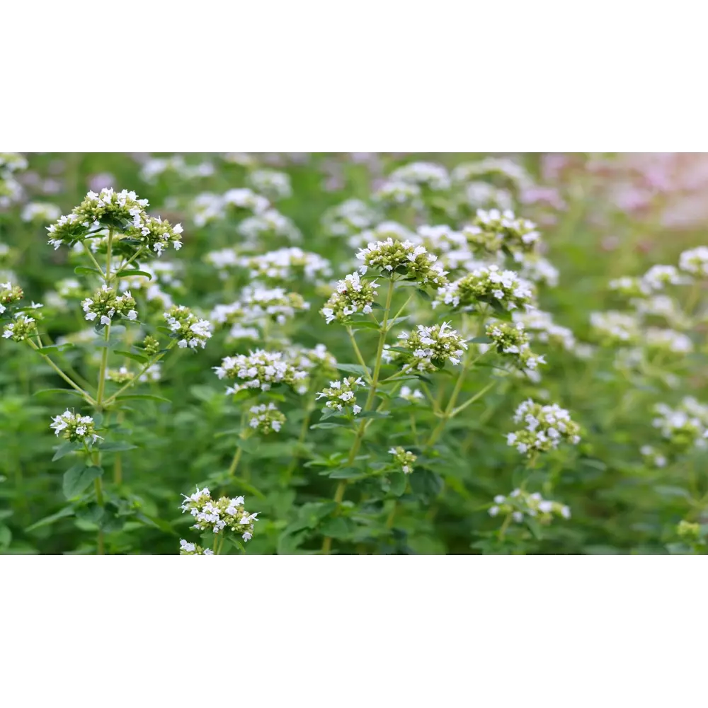 Душица обыкновенная Вайт - корневище для сада 89408096 ПОИСК STLM-1581907