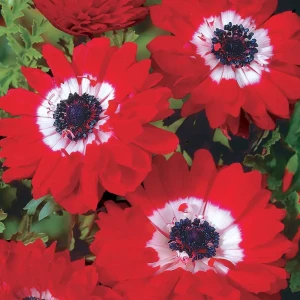 Анемона «Governor», 5х6 см