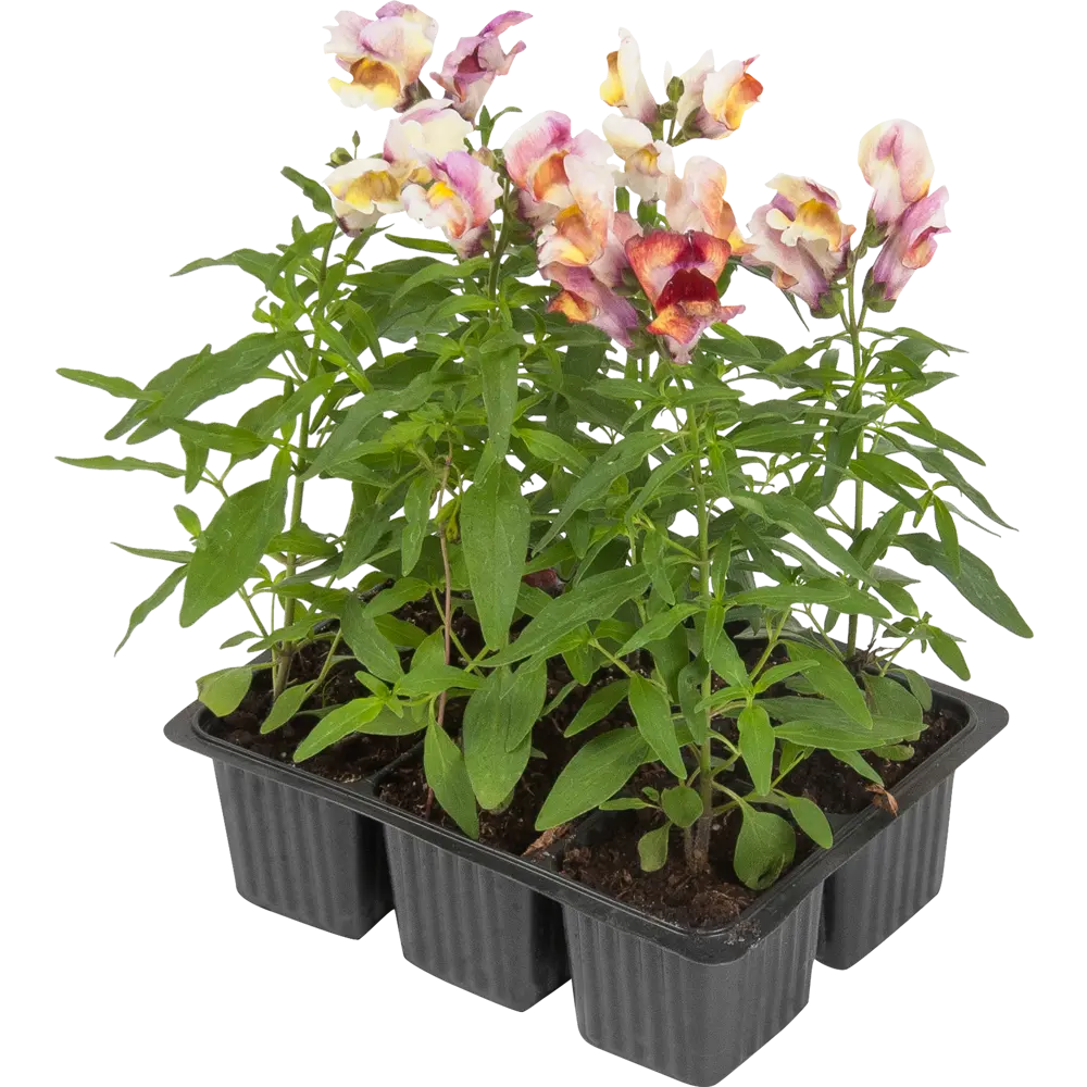 Львинный зев 13x15 см АГРОНИ STLM-2003241