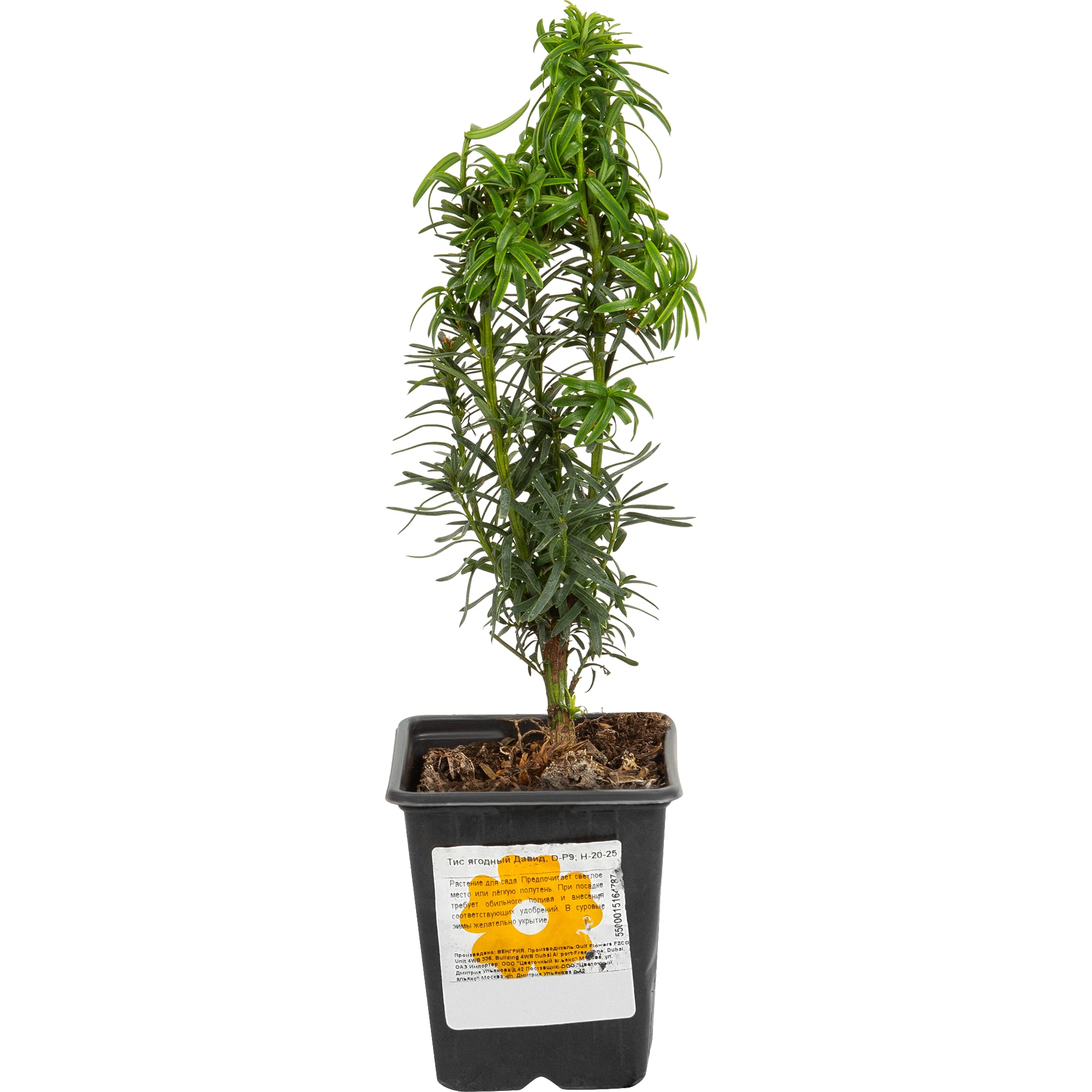 82601682 Тис ягодный «Давид» 9x20 см Santreyd  - Вид №1