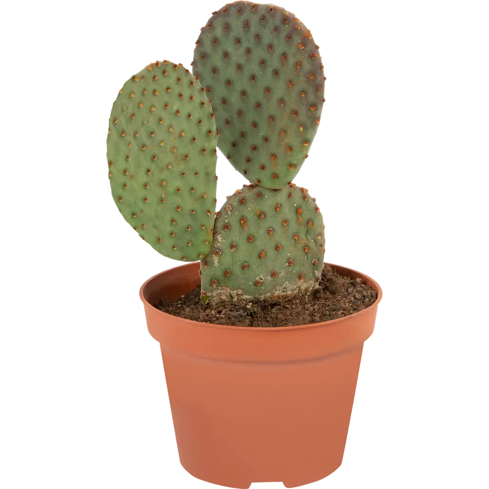 Santreyd Кактус Канарский микс - живой декор для интерьера 85062773 STLM-0058107