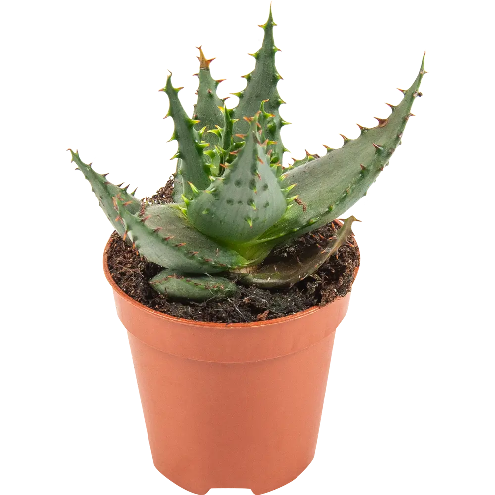 Santreyd Алоэ — комнатное растение с целебными свойствами 82579802 STLM-0030530 - Вид №3