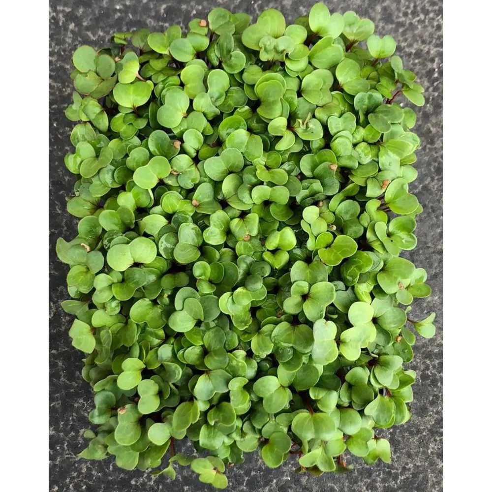 Семена Микрозелень «Коралловый редис» АГРОСИДСТРЕЙД STLM-2127265