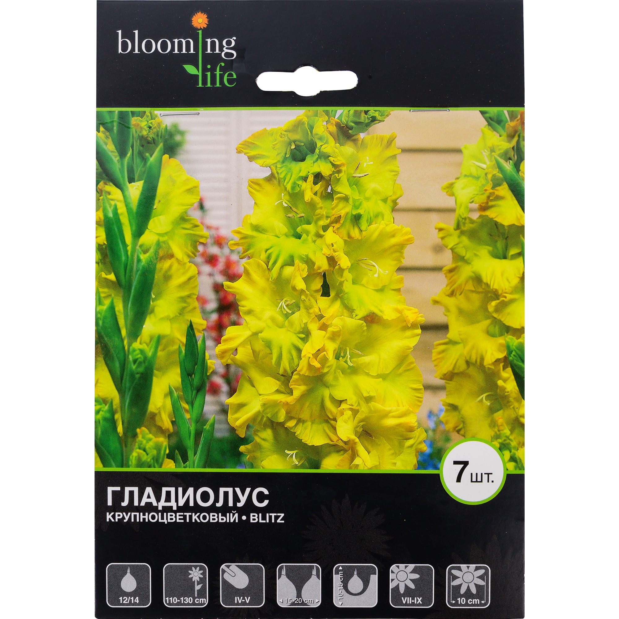 81945902 Гладиолус крупноцветковый «Блиц» Santreyd 