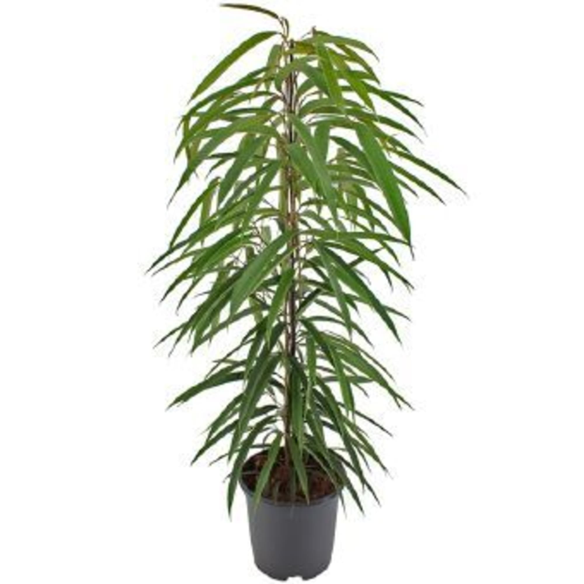 82850350 Фикус "Али" 21х105 см Santreyd 