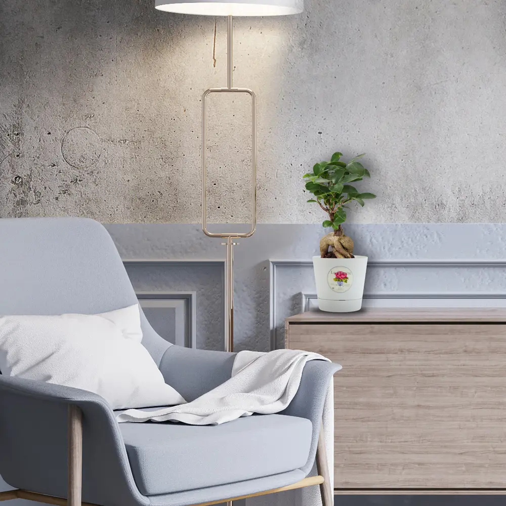 Бонсай фикус Santreyd — миниатюрное дерево для интерьера 82578759 STLM-0030467 - Вид №2