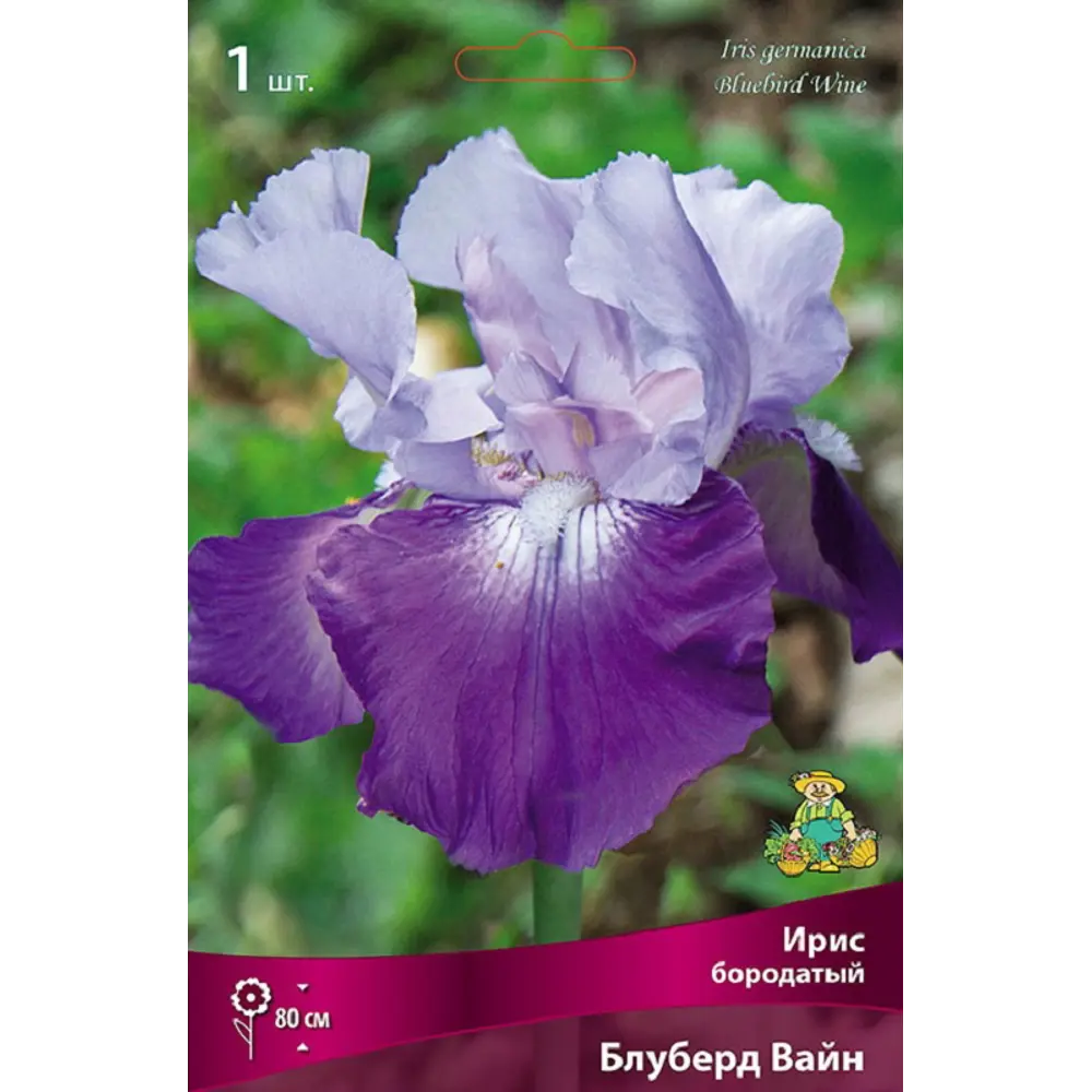 Ирис бородатый Блю Берд Вайн - корневище многолетнего цветущего растения 89433498 ПОИСК STLM-1564249 - Вид №1
