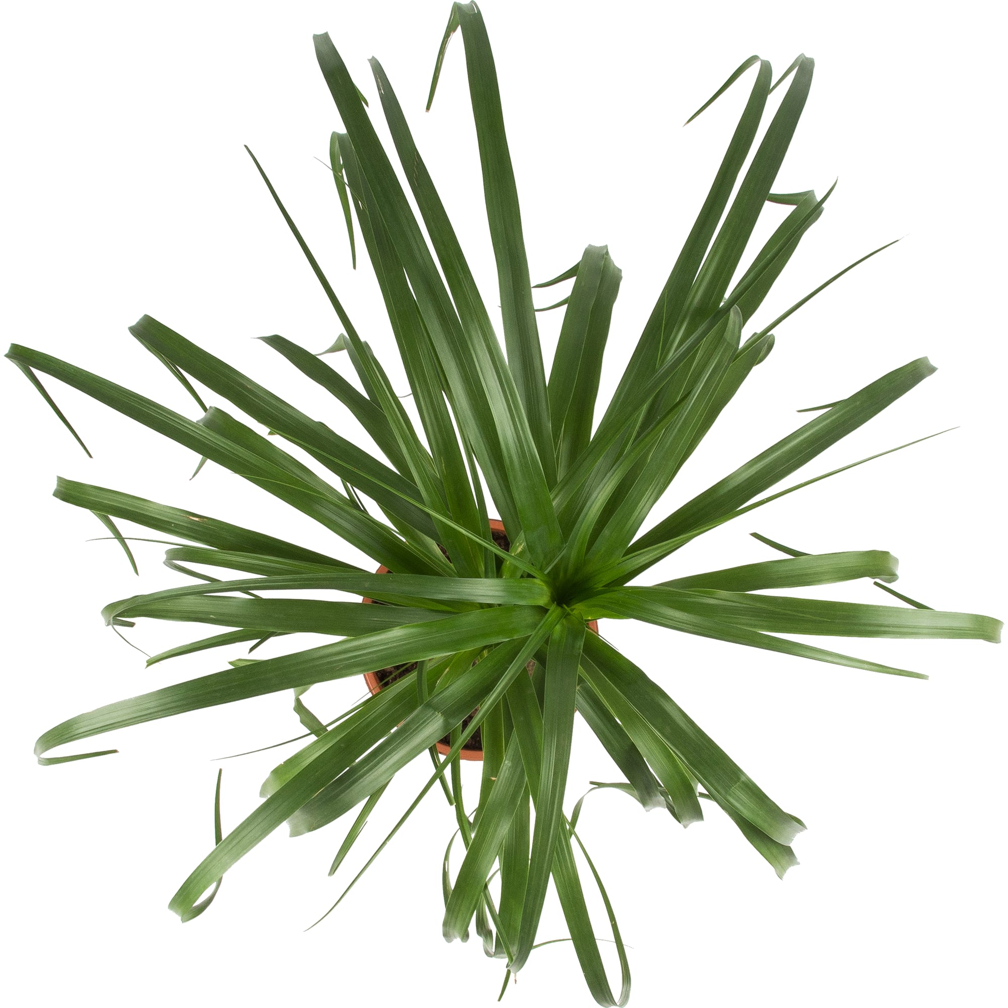 82892074 Нолина 21x60 см Santreyd  - Вид №1