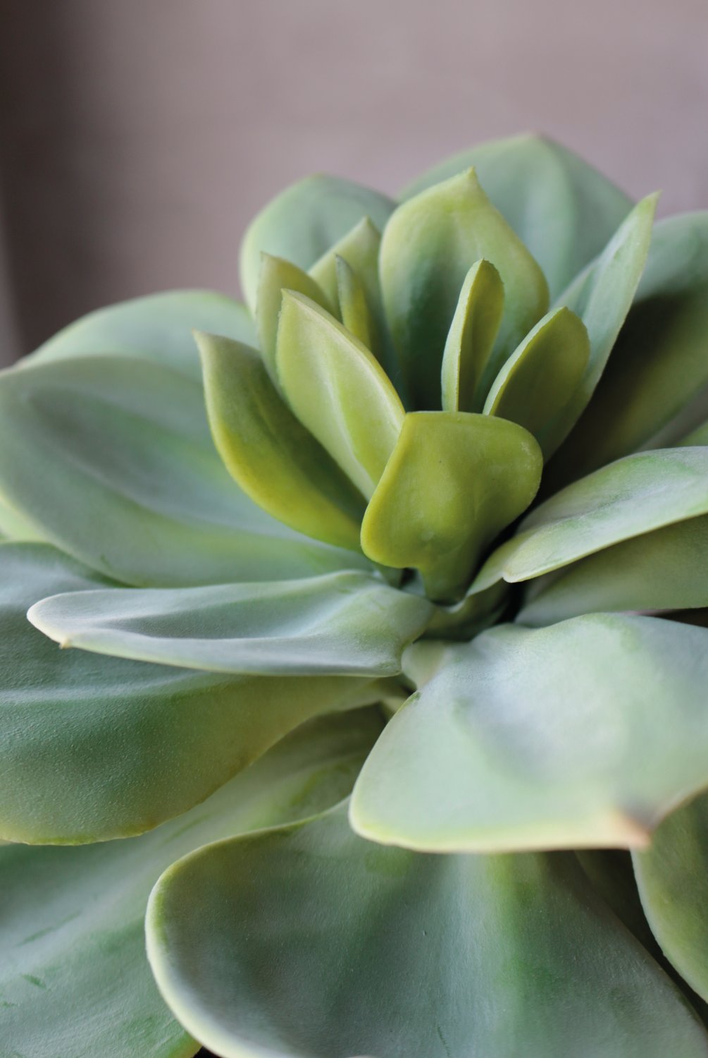 6401 883 a3 Искусственный суккулент, горшок, 33 см, зеленый H-andreas  - Вид №3