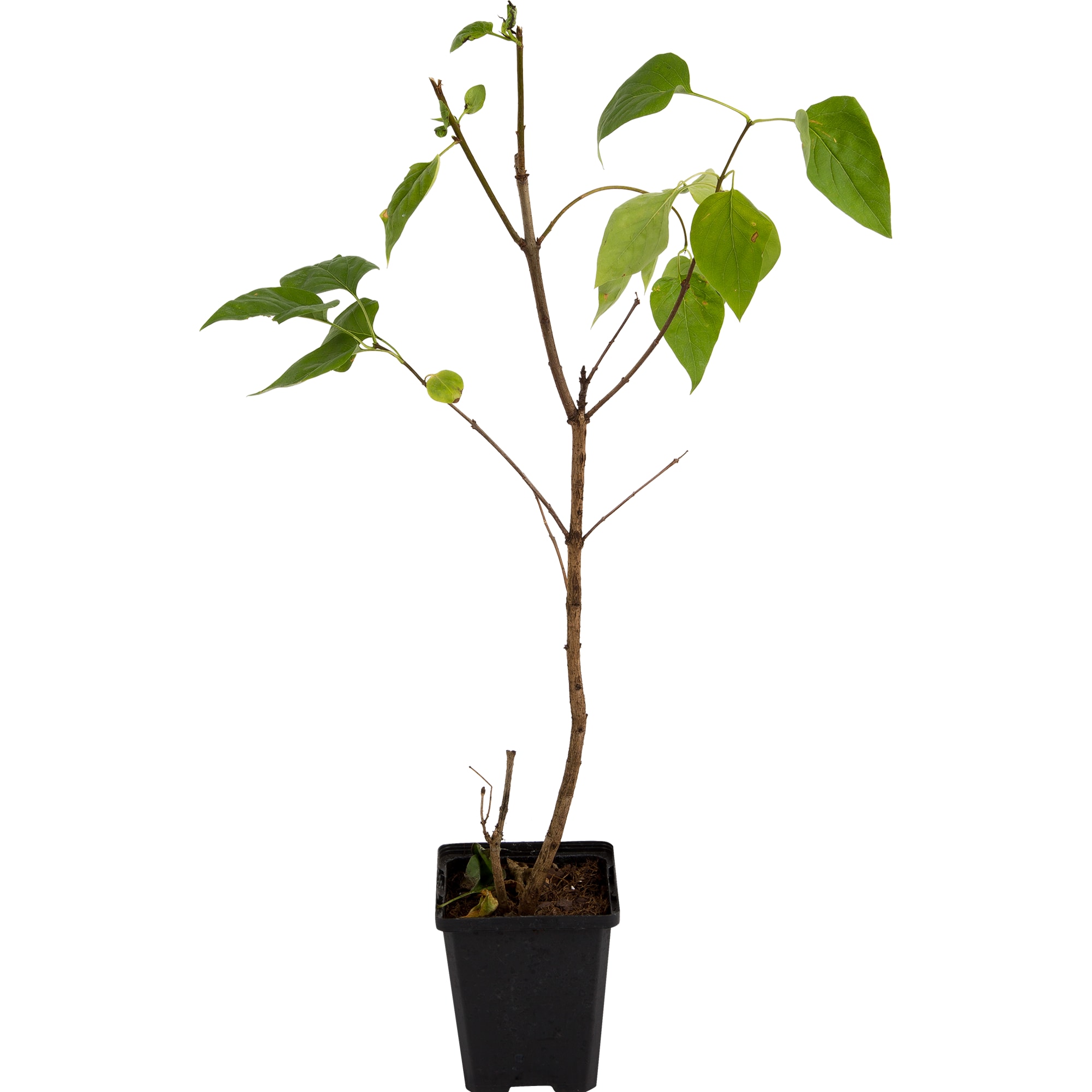 82176141 Сирень гиацинтовая «Шереметьев» P9 Santreyd  - Вид №1