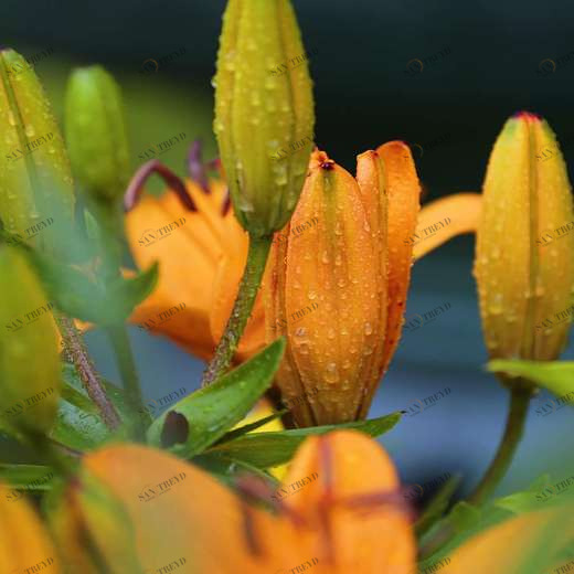 WP00788 Фотообои Verol Фотообои decoline 1х1 м