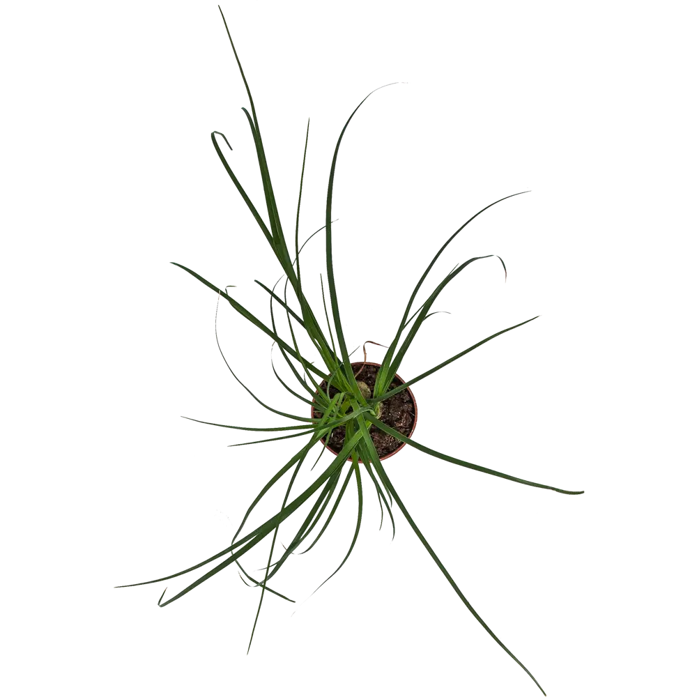 Santreyd Нолина рекурвата — бутылочное дерево для интерьера 82578949 STLM-1479820 - Вид №1