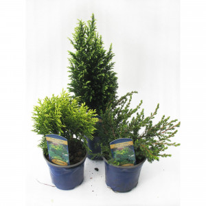 85195144 Можжевельник микс ø17 h30 см