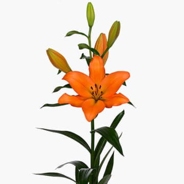 Лилия азия милбурн 90 см Santreyd 24148