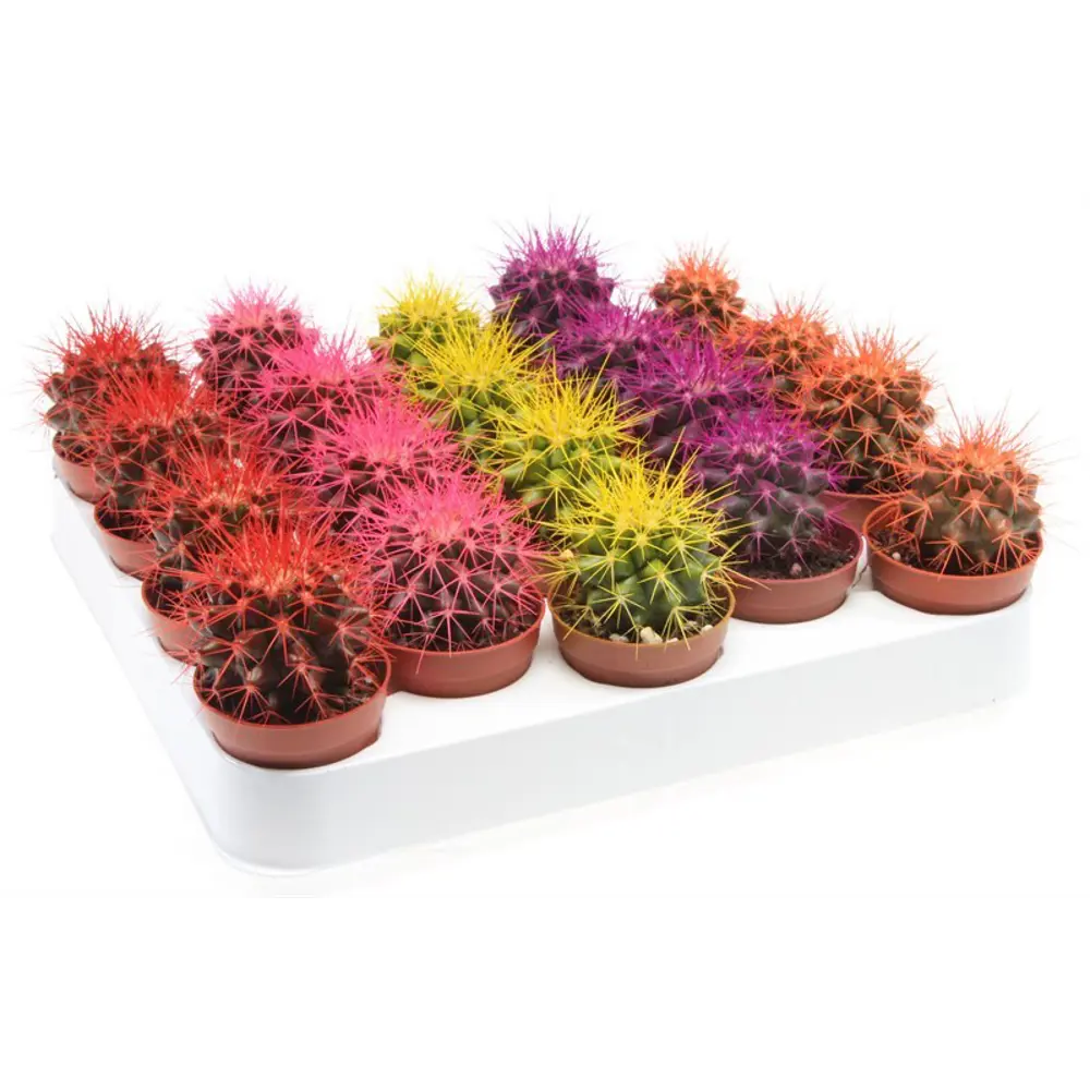 Santreyd Эхинокактус Грузона - мексиканский кактус с цветными иголками 87819696 STLM-0075891 - Вид №2