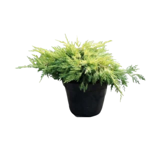 Можжевельник средний Голд Стар ø14 h35 см