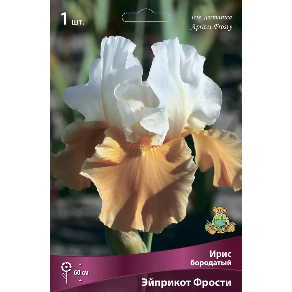 Ирис бородатый Эйприкот Фрости 85204805 STLM-2149356 ПОИСК 