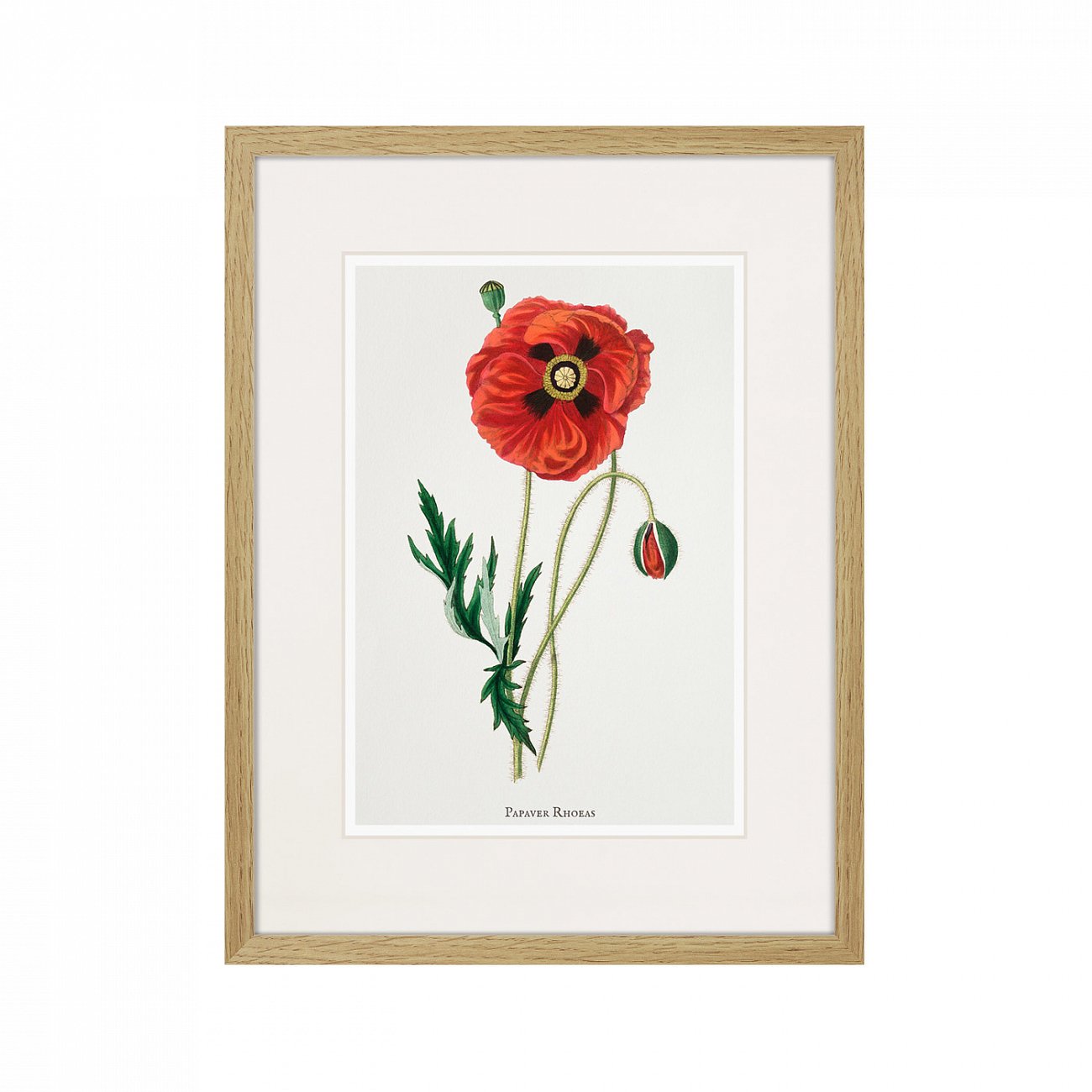 Литография на тонированной бумаге 42х32 см Botany illustration №15, 1836г. КАРТИНЫ В КВАРТИРУ  264495 Белый;коричневый;разноцветный  - Вид №1