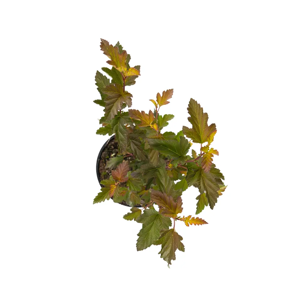 Пузыреплодник Diabled Or Santreyd - декоративный кустарник с меняющейся окраской 85292591 STLM-0960470 - Вид №1