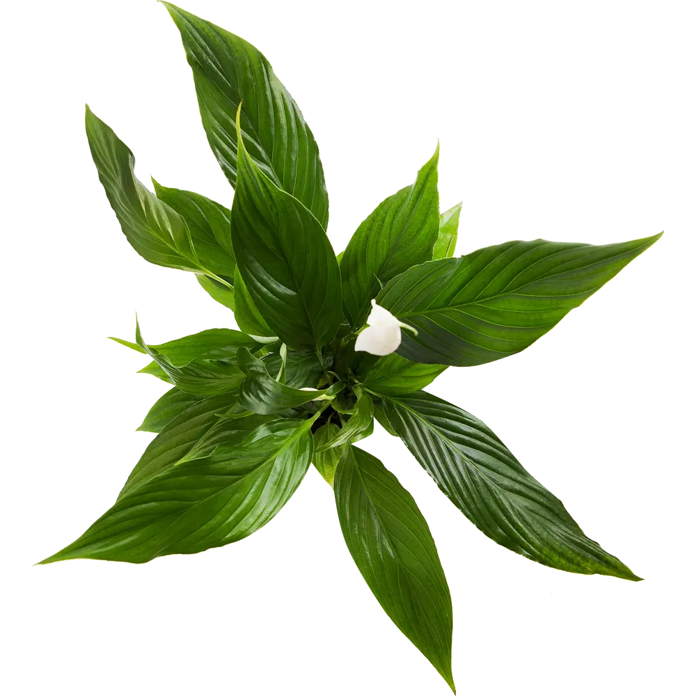 Спатифиллум Алана от Santreyd - элегантное женское счастье 14031377 STLM-0004203 - Вид №1