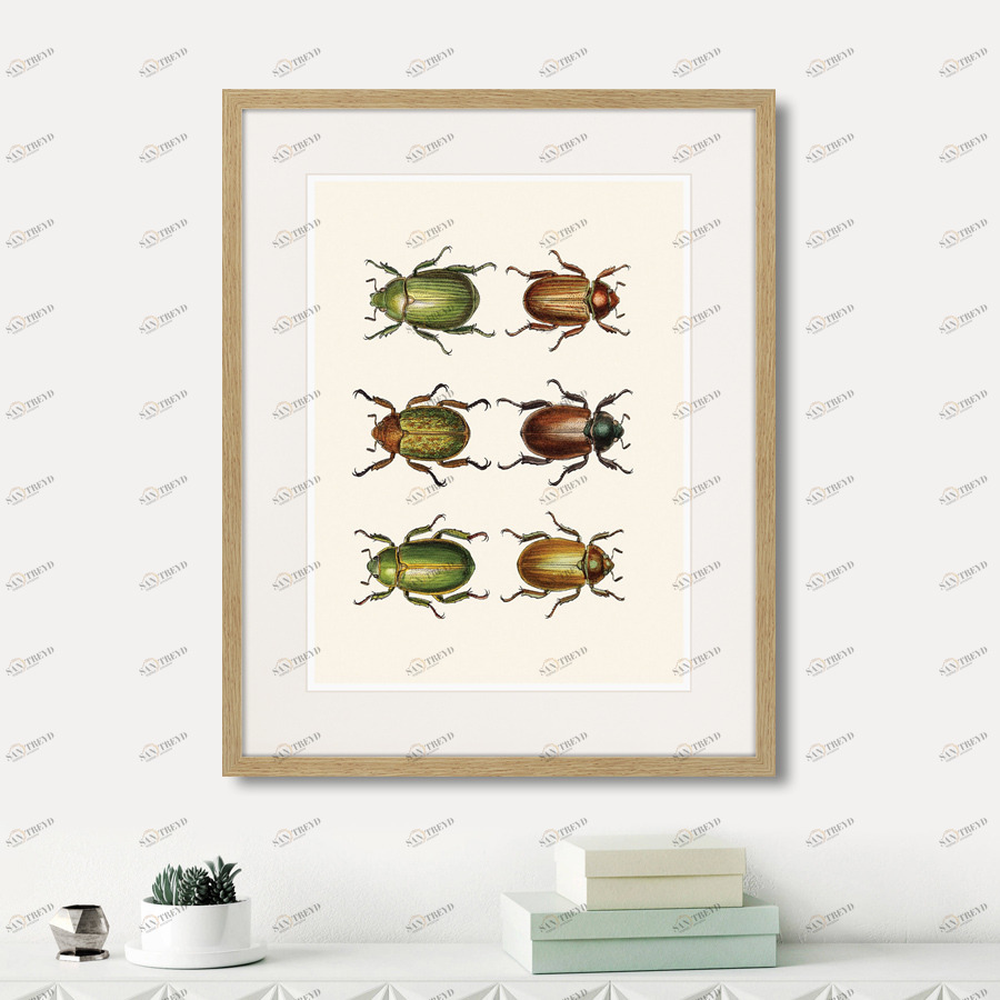 Картина в раме 52х42 см Assorted Beetles №11, 1735г. КАРТИНЫ В КВАРТИРУ  264416 Бежевый;коричневый 
