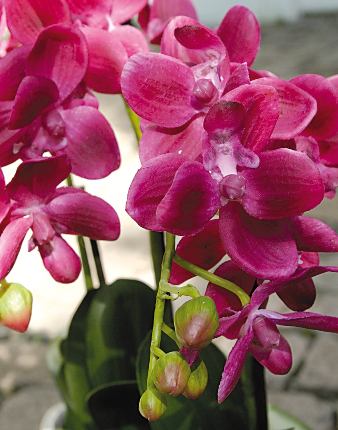 2609 420 a3 Пластиковая орхидея Phalaenopsis, 3-х кратная, в миске, 38 см, real touch, вишня H-andreas  - Вид №3