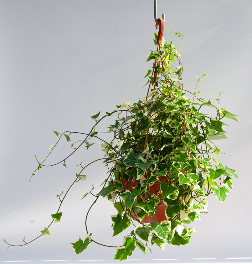 Крестовник цветущий в кашпо Santreyd - саженец для сада и дома 83248511 STLM-0039967 - Вид №2